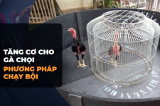 Phát Triển Cơ Bắp cho Gà Chọi: Phương Pháp Hiệu Quả và Khoa Học